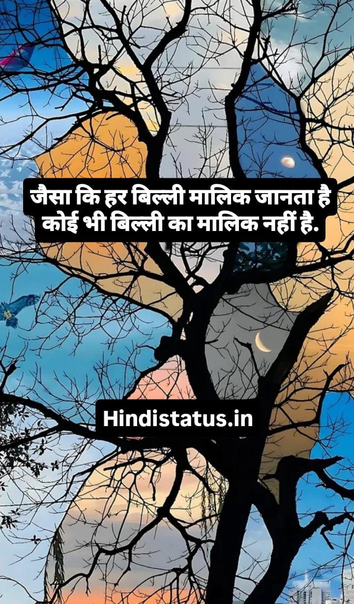 Best Cat Status In Hindi | Best Cat Status in Hindi Cute cat quotes in hindi, बेहतरीन बिल्ली संबंधी उद्धरण Cat Lovers Shayari Cute Catty Hindi Quotes Status बिल्ली पर शायरी बिल्ली शायरी स्टेटस, Cat Shayari Status Quotes in Hindi